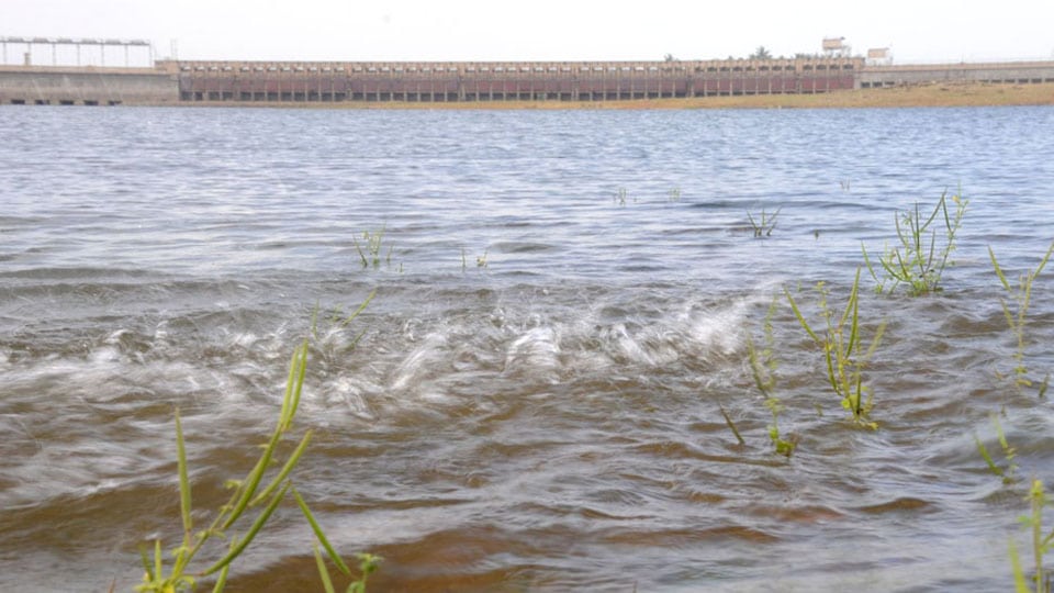 Fish-rearing unit to come up at KRS Dam
