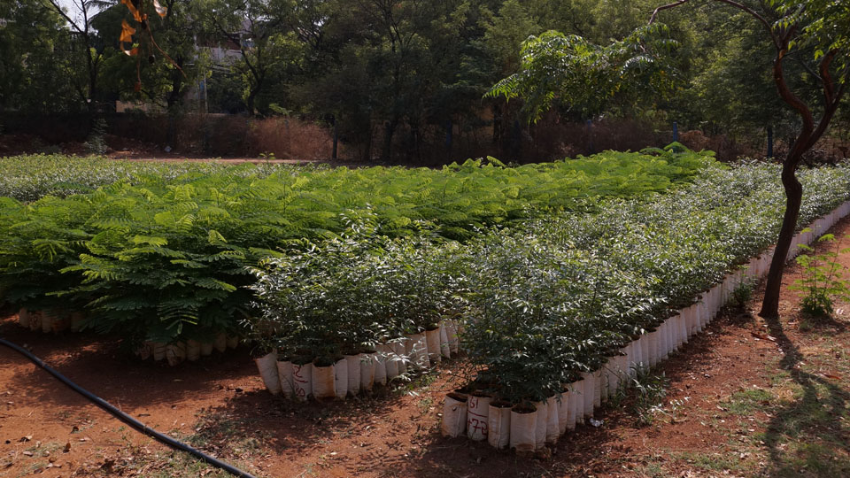 Promotion of Forest farming: Saplings available at discounted price