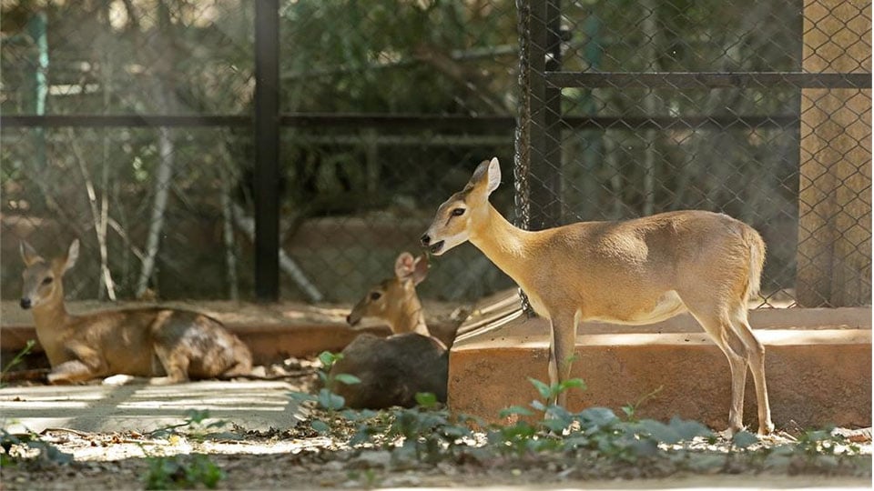 Zoo animals adopted - Star of Mysore