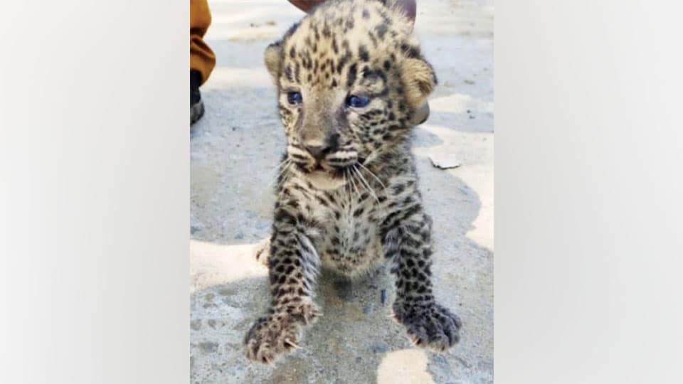 Leopard cub found in Sugarcane field