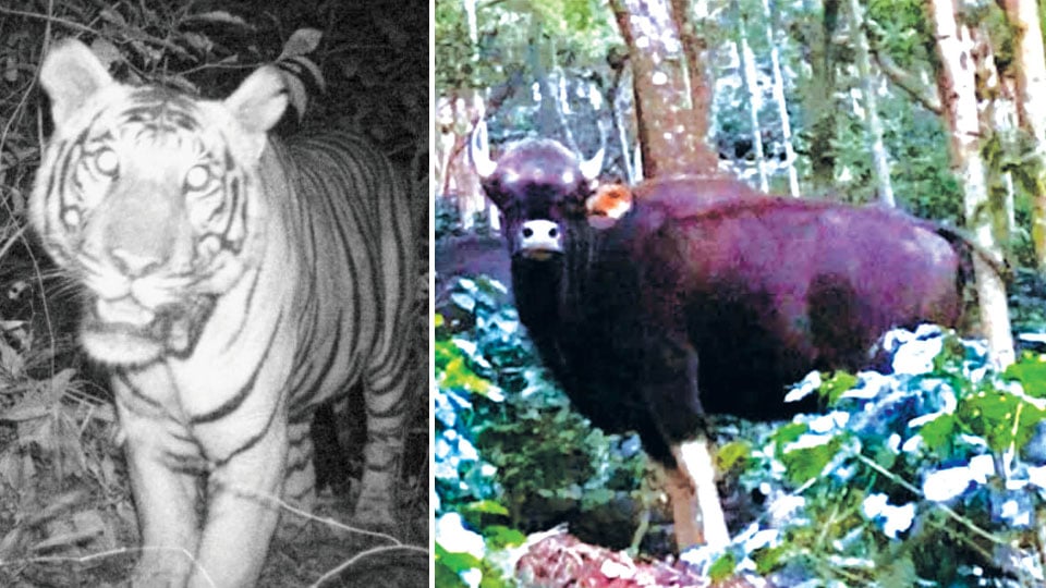 Tigers maul cattle heads; Bisons raid coffee estates