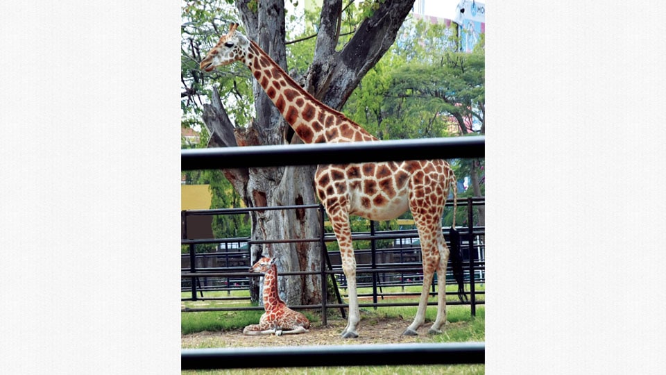 Giraffe Kushi gives birth to male calf at Zoo