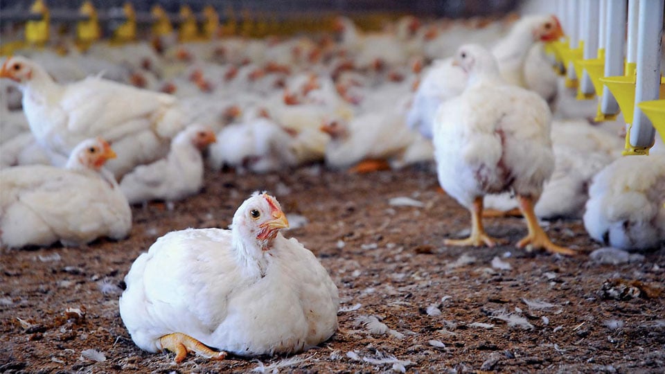 Poultry industry feels the pinch as prices fall