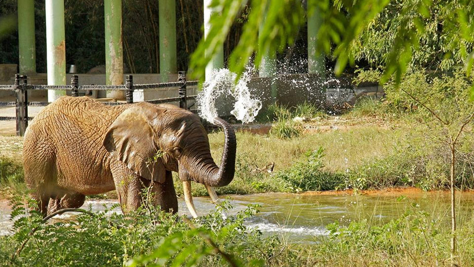Mysuru Zoo, Mysore Palace shut Karanji Lake too closed down