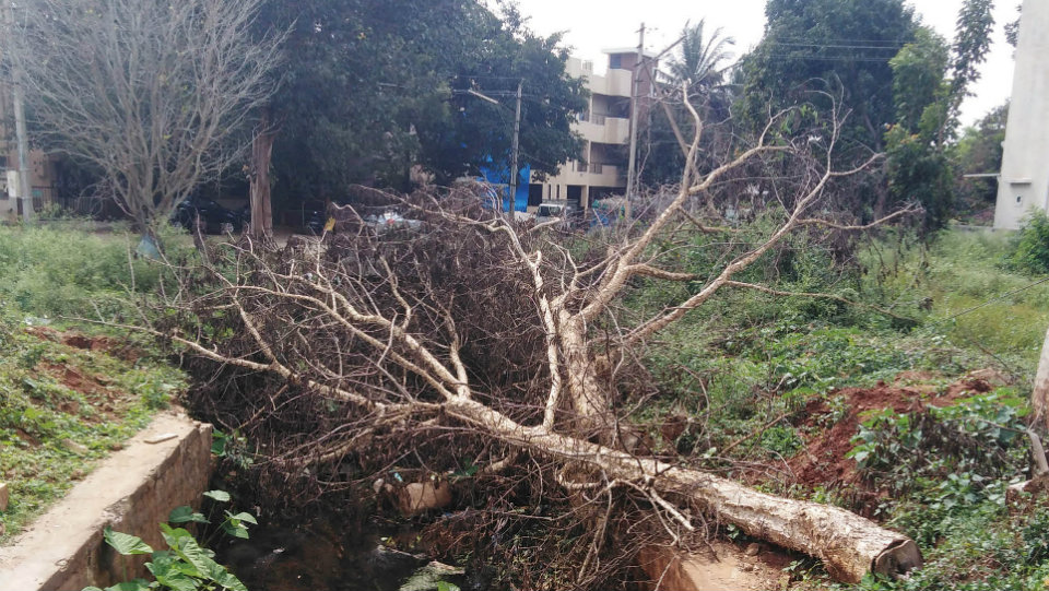 Plea to remove chopped tree fallen inside a drain at Vijayanagar
