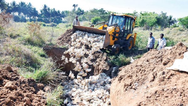 avian-flu-mass-culling-of-birds-begins-star-of-mysore