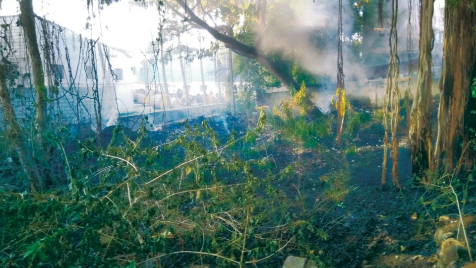 Banyan Tree catches fire