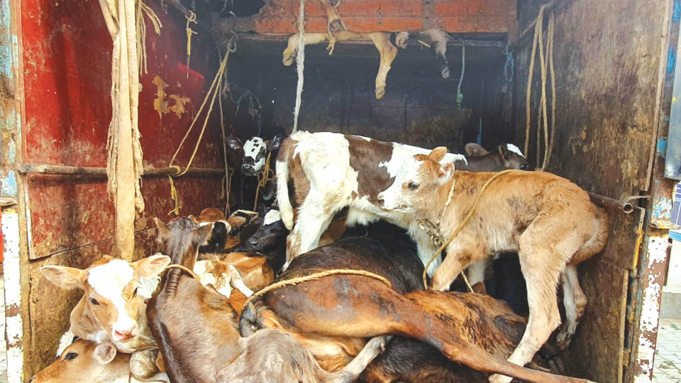 Illegal transportation of cattle: Two arrested; 37 cows, calves rescued