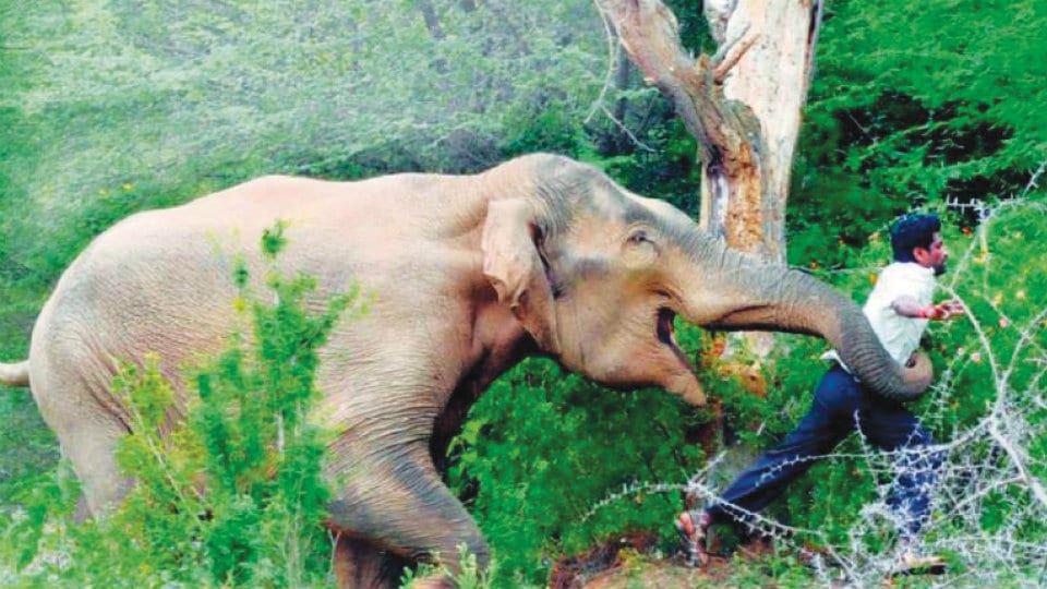 Man-animal conflict: State mulls Rs. 10 lakh compensation