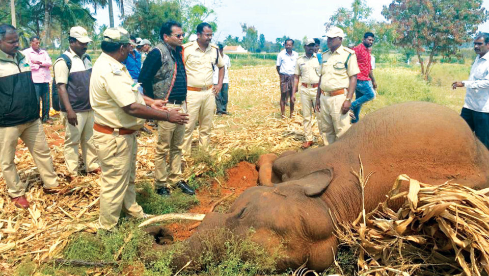 Illegal electric fence claims Tusker’s life