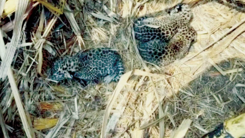Leopard cubs found in sugarcane field