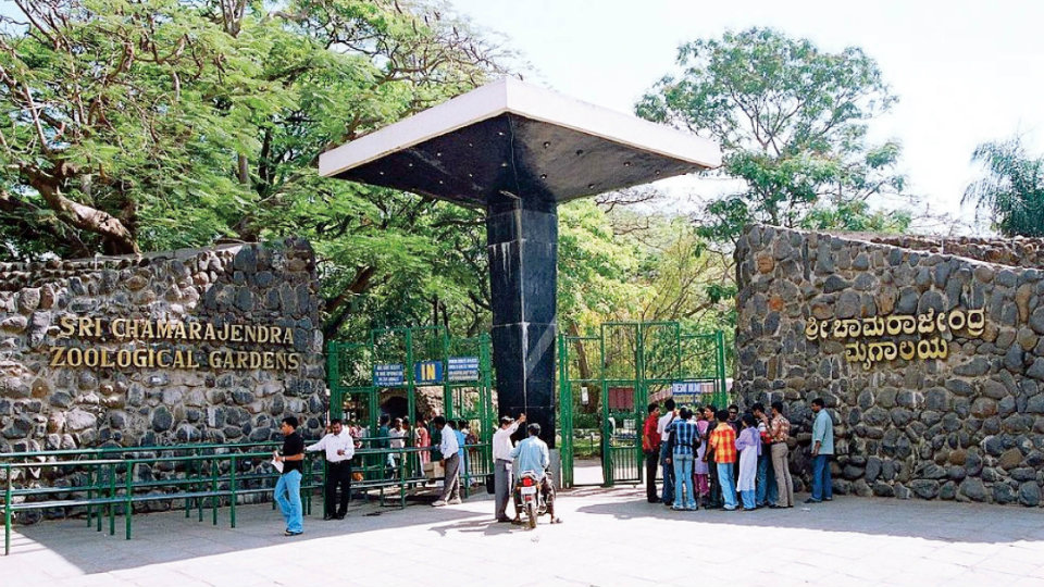 Gorilla cage proposal to be sent to Infosys Foundation