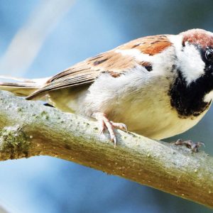 Save Sparrows