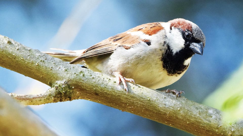 Where have the ubiquitous house sparrows gone ?