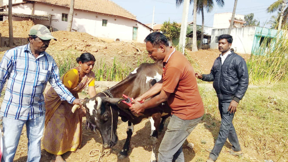 Mission Cow ID: Ear-tagging of bovines in full swing