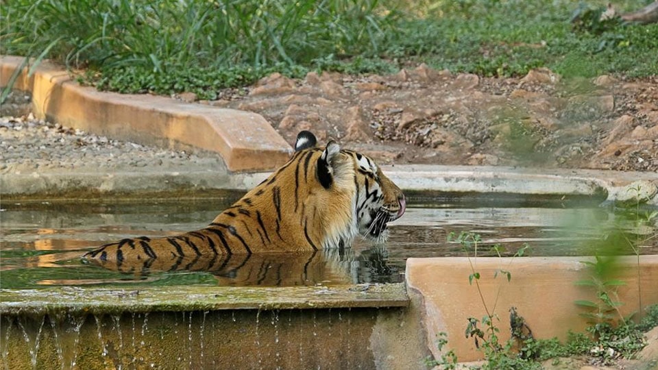 Tiger, King Cobra die at Mysuru Zoo