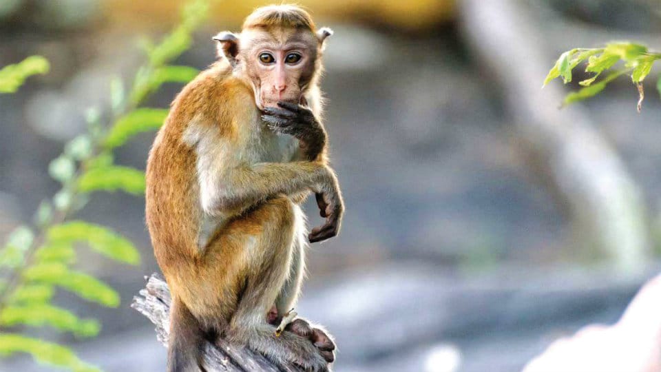 Health Officers strive to keep Monkey Fever at bay