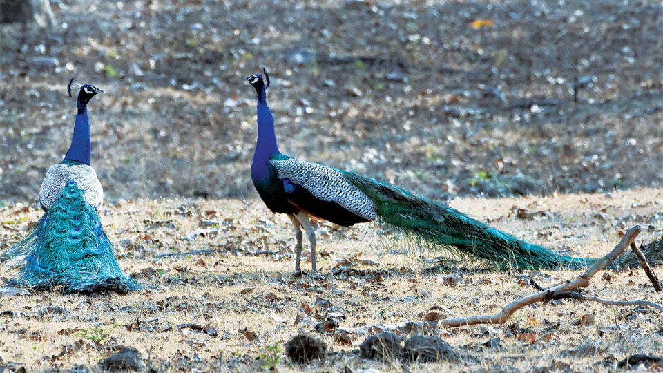Proud… as a Peacock