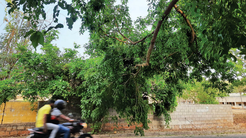Plea to prune tree branches hanging dangerously on Maruti Temple Road