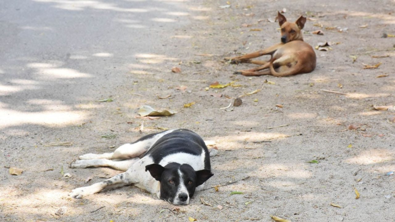 with no food street dogs suffer from hunger star of mysore food street dogs suffer from hunger