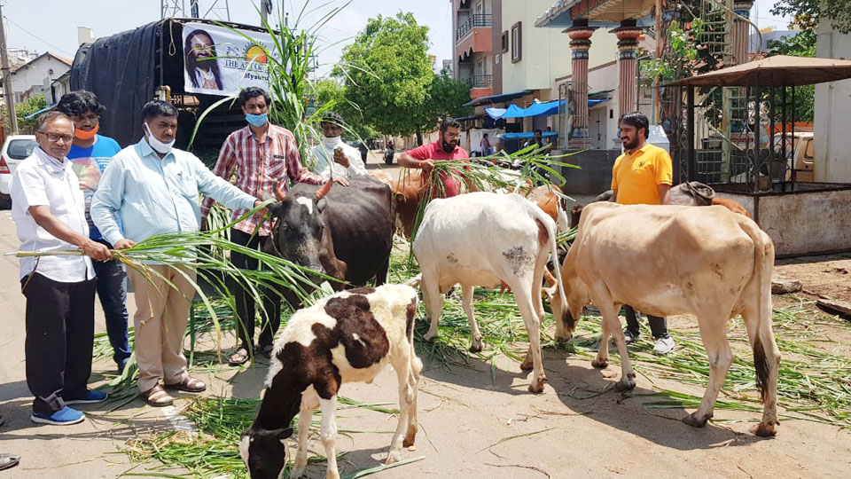 Art of Living and B.Y. Vijayendra Abhimani Balaga feed stray cattle