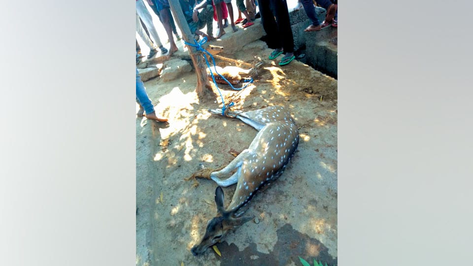 Two deers that strayed into village caught
