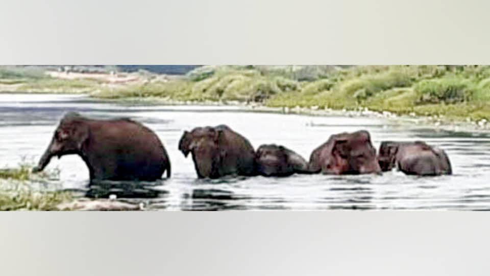 Elephant herd regales in Shimsha river near Maddur