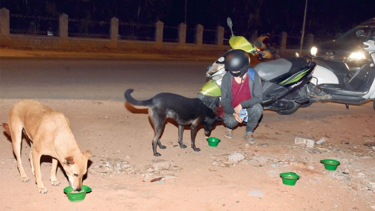 parle g biscuit for dogs