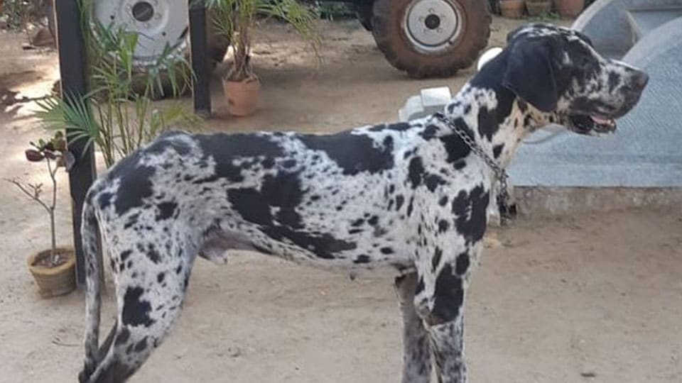 Pet dog killed by leopard