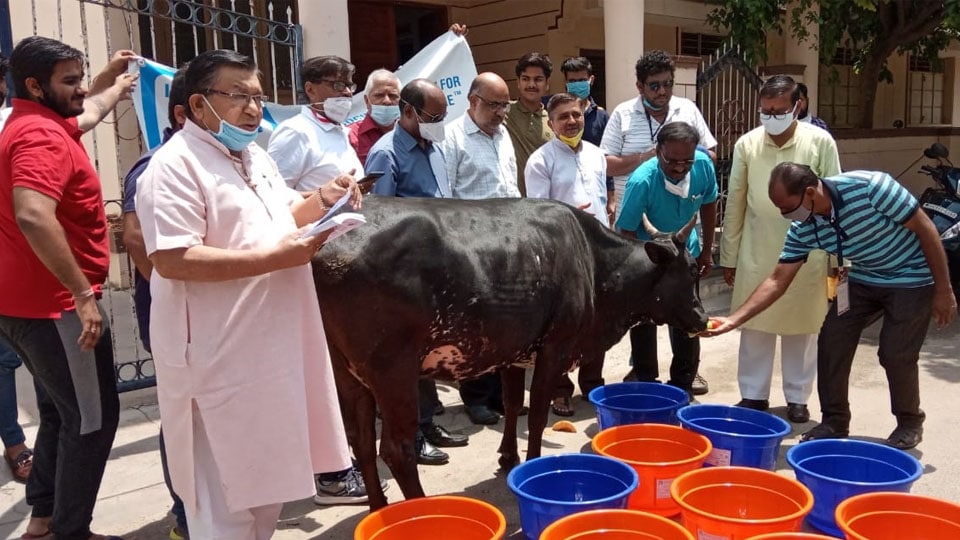 Kindness Society installs plastic bins in all wards to feed stray animals