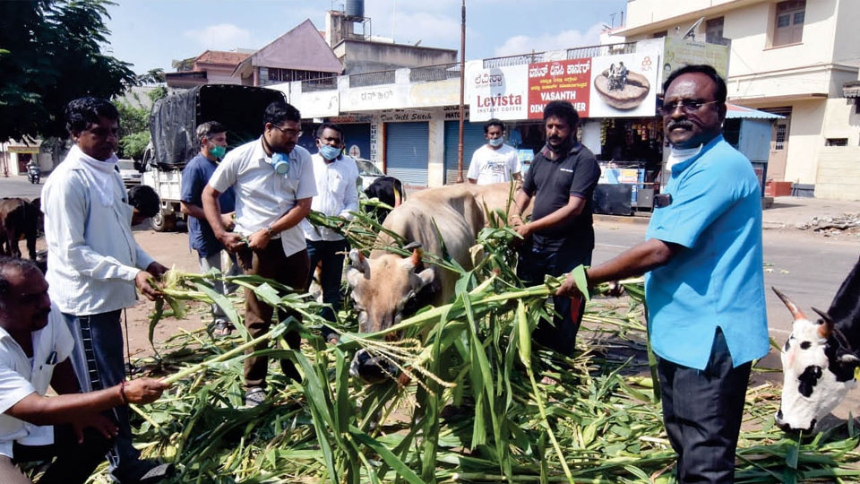 Sriramachandrapura Mutt feeds stray cattle