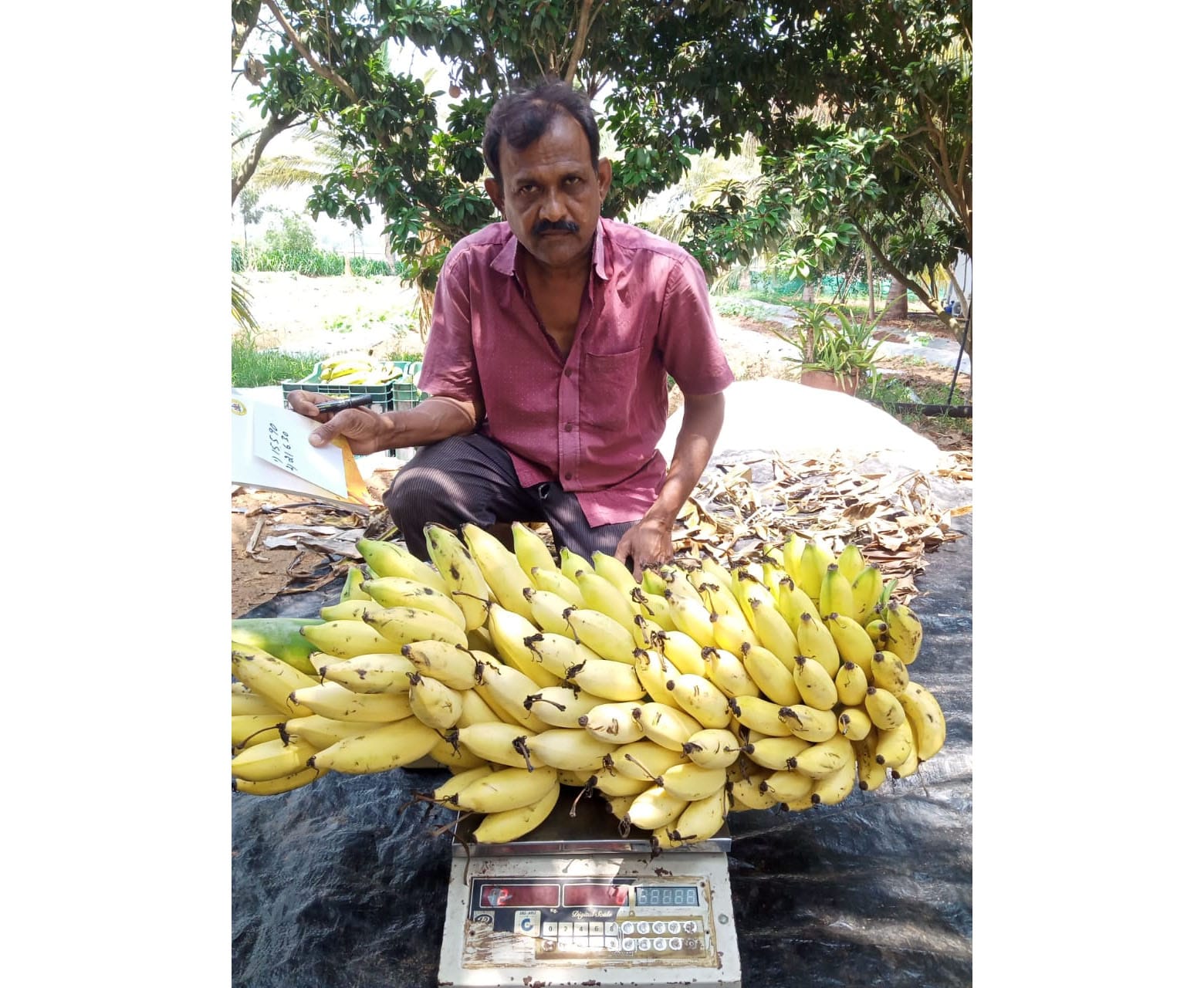 https://starofmysore.com/wp-content/uploads/2020/05/farmers-banana-1.jpg