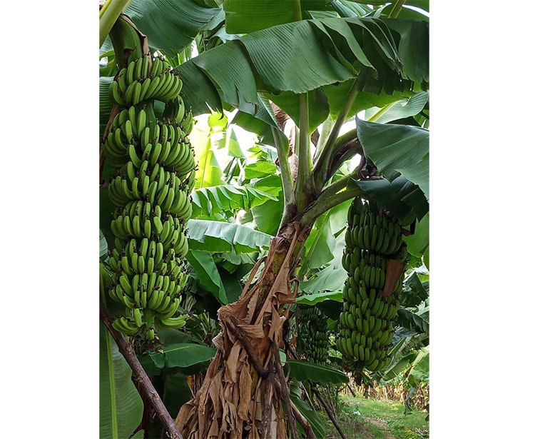 https://starofmysore.com/wp-content/uploads/2020/05/farmers-banana.jpg
