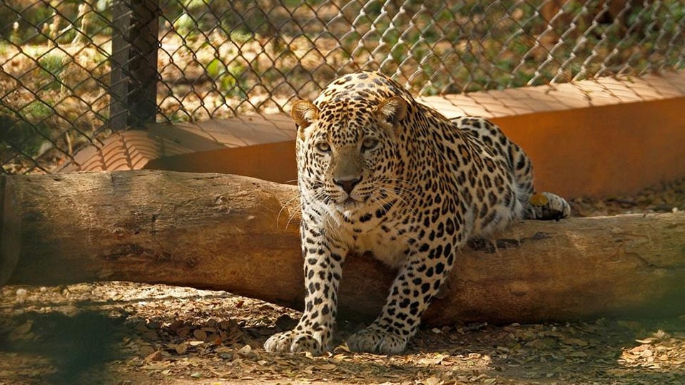 Mysuru Zoo: Animal adoption continues in COVID times - Star of Mysore