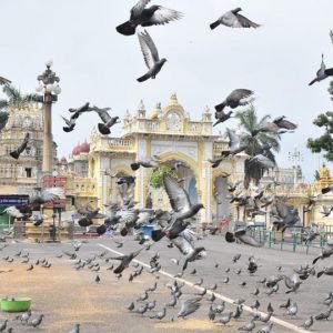 Identify dedicated place to feed pigeons