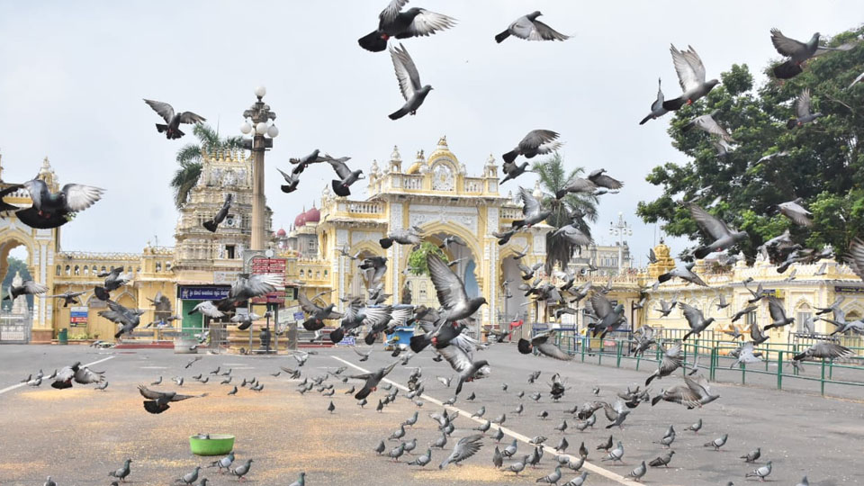 Mysuru only city in South India to get 5-star garbage-free rating