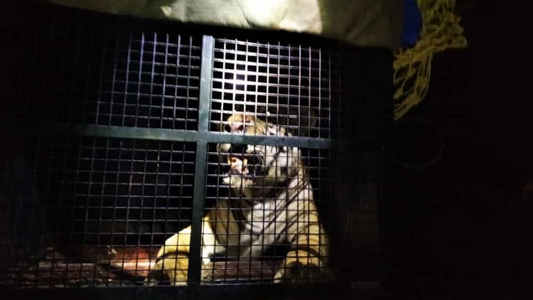 Tiger that had killed shepherd near Hunsur trapped