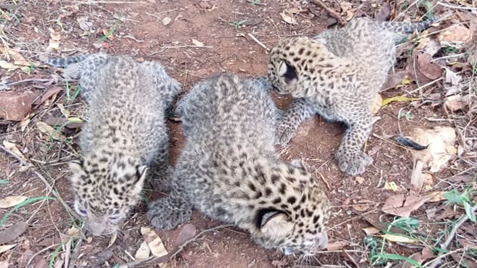 Leopard cubs rescued from sugarcane field