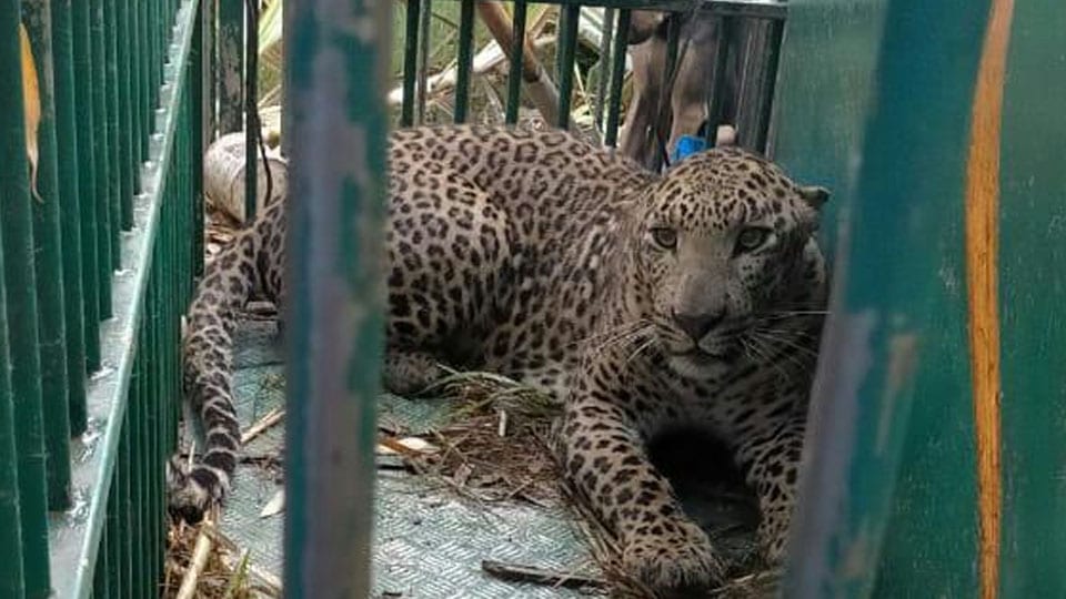 Leopard trapped near Talakad