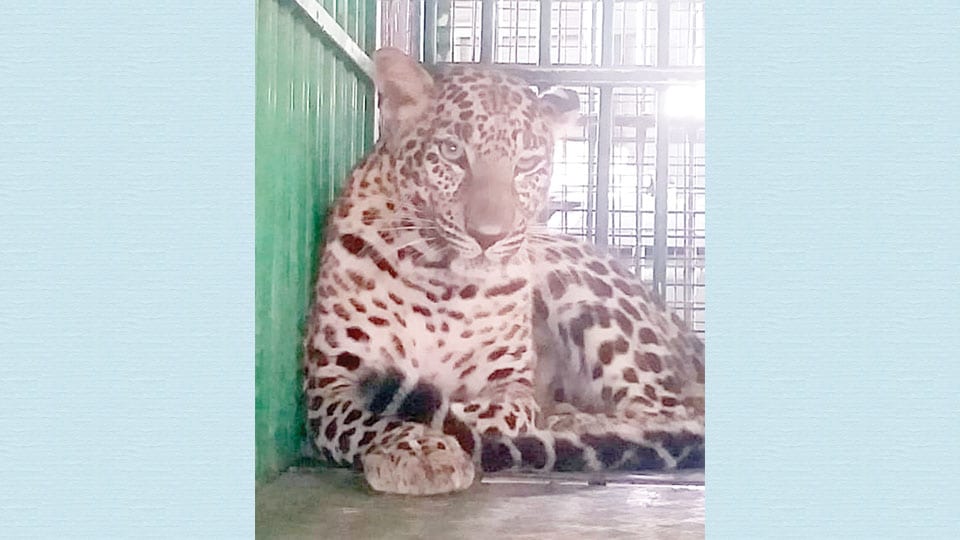 Leopardess trapped at Janthagalli