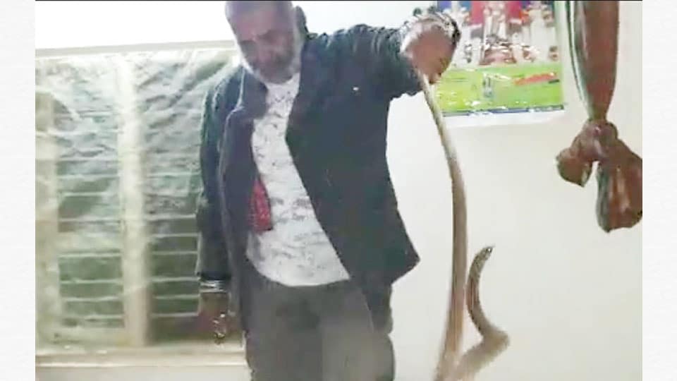 Snake Shyam rescues Cobra from bedroom