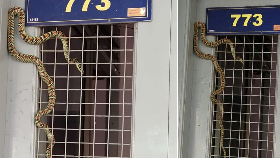 Rare Ornate Flying Snake spotted at a house on Ramanuja Road