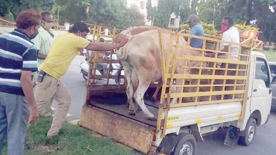 Stray cattle obstructing traffic caught