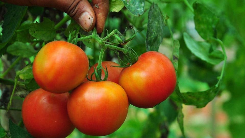 Calling fruit and vegetable growers to apply for compensation