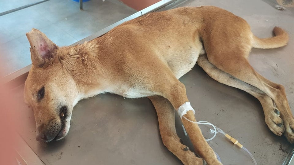 Over 13 stray dogs poisoned in T.K. Layout