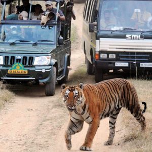 Bandipur, Nagarahole safaris, trekking stopped