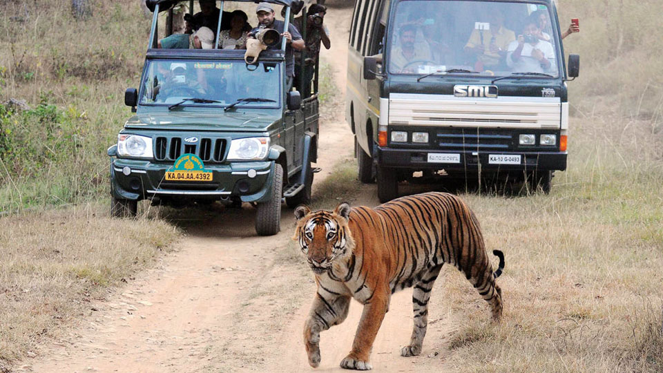 Safaris, resorts in Bandipur, Nagarahole out of bounds