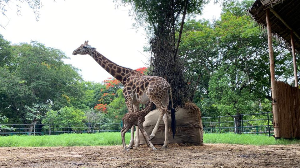Giraffe Mary gives birth to male calf at Zoo