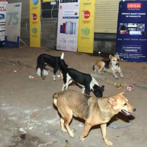 Balanced plan for stray dog regulation