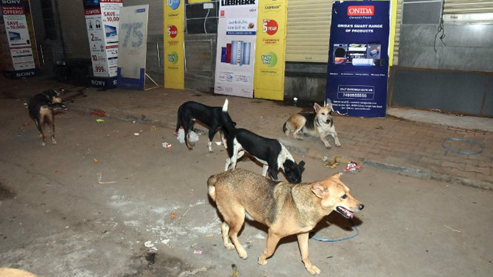 Control stray dogs menace on city streets